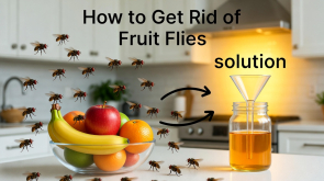 How to Get Rid of Fruit Flies 11